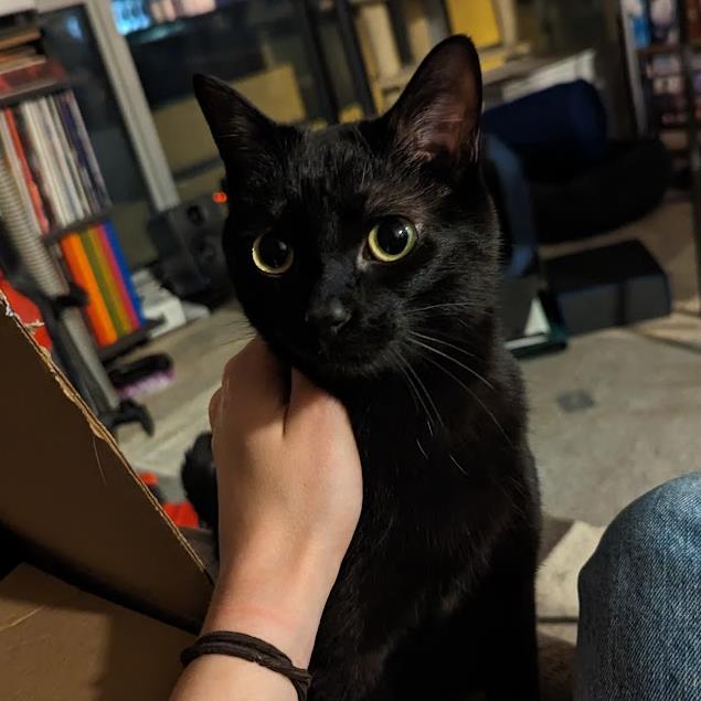 Echo sits on a couch while a human hand scratches her neck.