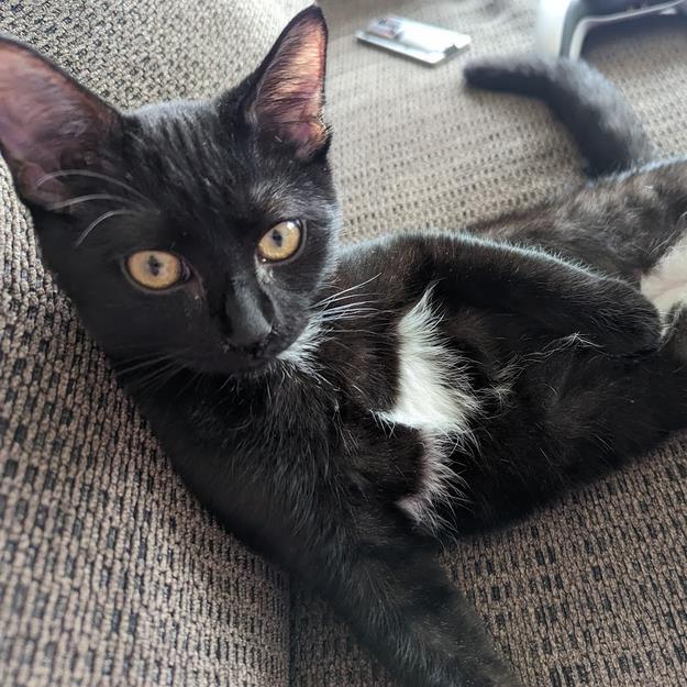 Shadow lounges with with a lot of swagger on a couch.